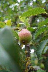 Pear tree with ripe organic pears in a summer garden, fruits growing on a branch
