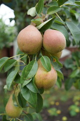 Pear tree with ripe organic pears in a summer garden, fruits growing on a branch