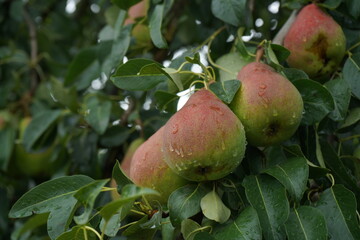 Pear tree with ripe organic pears in a summer garden, fruits growing on a branch