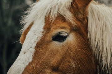 portrait of a horse