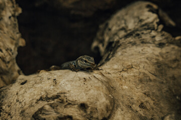 lizard on the stone