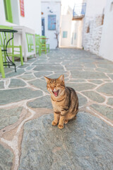 Cat yawning in a typical alley of Chora, Folegandros island GR
