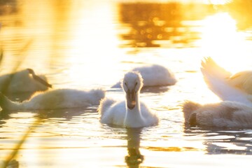 Cygnet on Water at Sunset. Portrait of Cygnet in golden sunset.