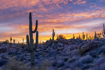 Arizona Desert Sunrise Landscape With Cactus & Boulders On A Hill