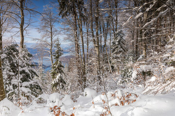 La forêt en hiver autour du Lac d'Annecy en Haute-Savoie