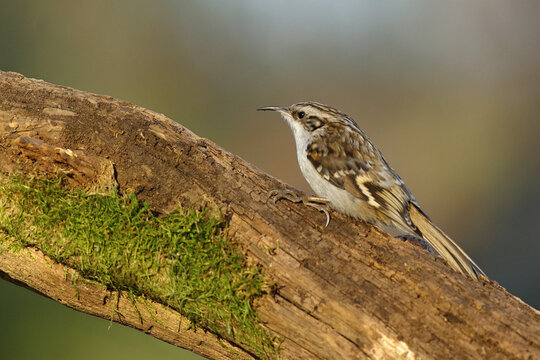 Cute bird Common treecreeper (Certhia familiaris) with white belly, colorful feathers and long beak climbing on a tree trunk overgrown with fresh green moss lit with warm sunlight