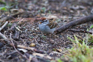 Naklejka na ściany i meble Chipping Sparrow on ground looking for seeds.