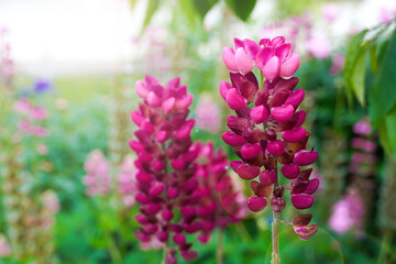 Blooming lupine flower in the spring garden. Springtime, summer concept.