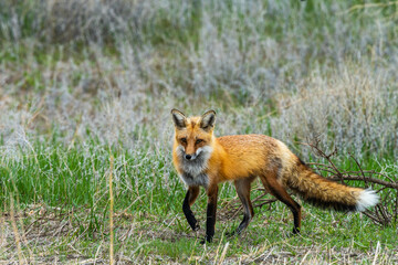 Red fox up close