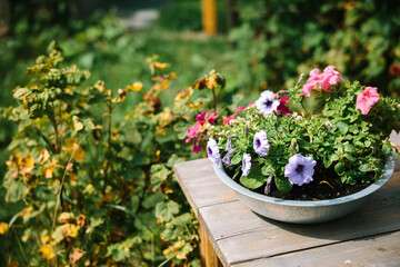 Fototapeta na wymiar Little pot containing flowers