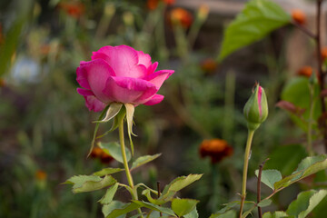 Pink Rose on The Tree Close up Photos