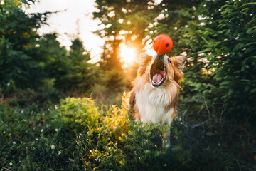 Border collie catching a ball