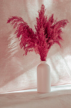 Still life with shadows and sunlight and dried flowers Pampas in a vase on pink wall. Pampas bouquet interior minimalist concept. Herbal bouquet in trendy viva magneta color.	