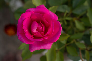 Pink Rose on The Tree Close up Photos