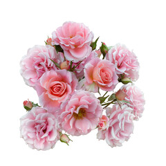 Delicate pink roses with green burgeons isolated on white background.Detail for creating a collage