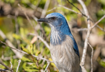 Close up photograph of Florida Scrub Jay seen at Lyonia Preserve in Central Florida. 