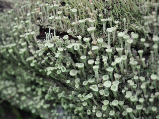 pixie cup lichen scient. name Cladonia asahinae