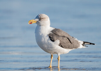 Lesser Black-backed seagull on the beach 