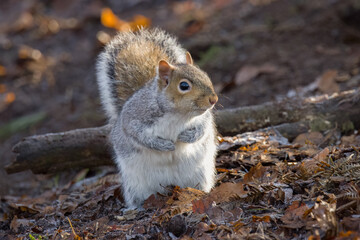 Extremely Cute Squirrel watching me from a distance