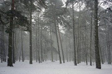 Naklejka premium Winter and falling snow in a pine forest. Winter February landscape. Beautiful view.