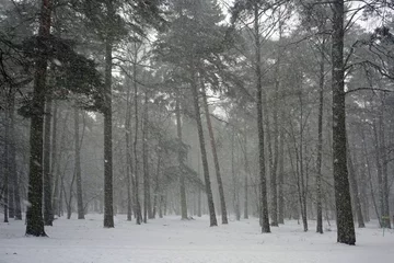 Foto auf Leinwand Winter and falling snow in a pine forest. Winter February landscape. Beautiful view. © Anatoliy