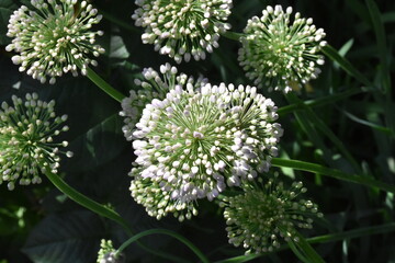 The Blossom  Flowers of The Wild Onion