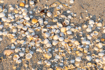 Colorful bittersweet clams and other seashells litter the beach during low tide in florida. 