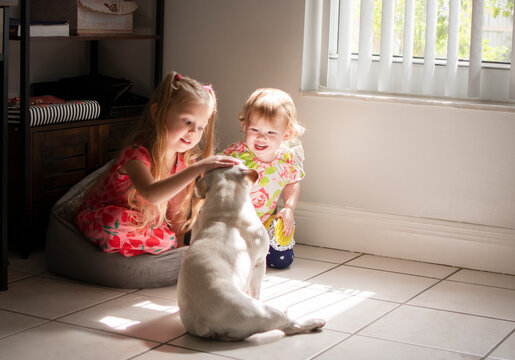 Kids playing gently with a pet french bulldog in the living room. Children with a dog