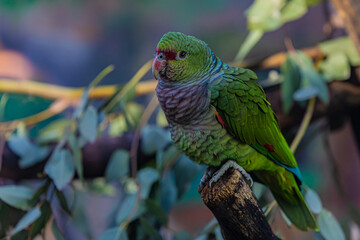 green parrot on a branch
