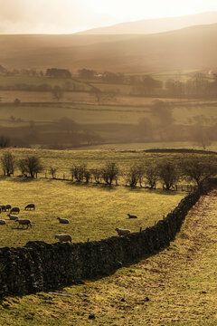 Dramatic Winter sunrise landscape image looking across glowing fields with sheep in field