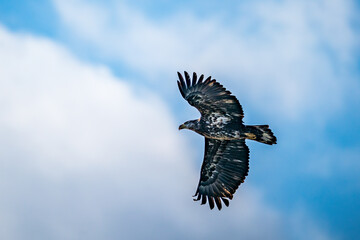 Eagle in Flight
