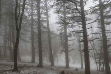 Fog in the forest