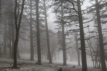 Wandcirkels aluminium Fog in the forest © Galyna Andrushko