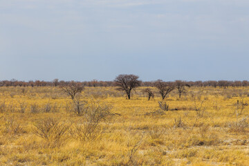 African savannah in Etosha National Park. Namibia.