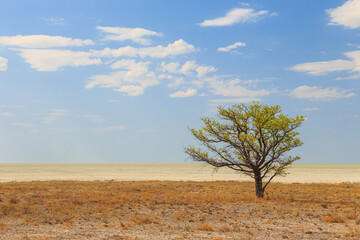 Obraz na płótnie Canvas African savannah in Etosha National Park. Namibia.