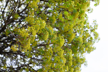 Green maple tree blooming in spring. Green natural eco wallpaper.