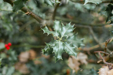 Holly tree green leaves background. Shallow depth of field. Christmas holiday season eco natural wallpaper backdrop.