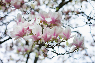 Fototapeta na wymiar Magnolia flowers spring background. Blooming white and pink flowers of magnolias trees closeup backdrop wallpaper. 