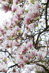 Magnolia flowers spring background. Blooming white and pink flowers of magnolias trees closeup backdrop wallpaper. 