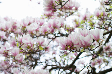 Magnolia flowers spring background. Blooming white and pink flowers of magnolias trees closeup backdrop wallpaper. 