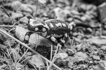Une Salamandre tachetée en noir et blanc