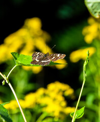 butterfly on the leaf