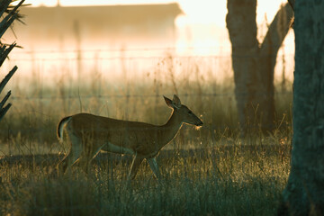 Whitetail Deer walking behind fence on farm during sunrise