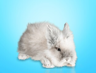 Cute small baby rabbit bunny on color background