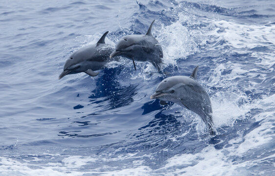Three playful, leaping dolphins jumping at the camera in a split second fast shutter wildlife photo with clear blue water around them