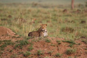 Leopard sitting on a small looking left