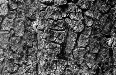 Tree bark wood pattern texture background