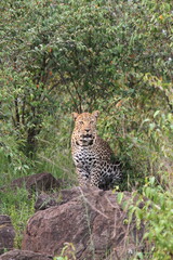 Leopard hiding in bush sitting on a rock