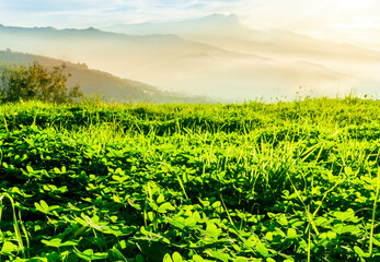 view at beautiful misty spring mountain valley with green gardens and mountains in mist on background of landscape