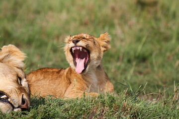 Cute lion cub rests on green grass beside his mother lioness and starts to yawn